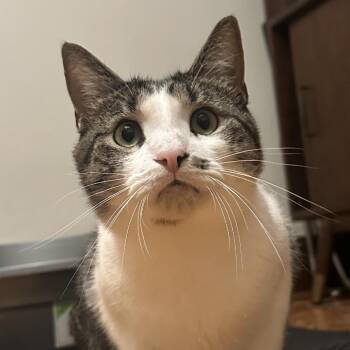 Shaggy -  Domestic Short Hair Cat Available for Adoption in St. Louis, Missouri - Shaggy | PetCurious