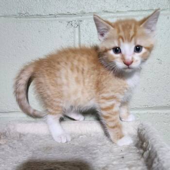 Stan Lee -  Domestic Short Hair Cat for Adoption in Canton, Illinois - Stan Lee | PetCurious