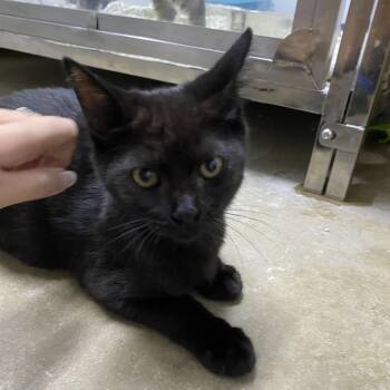 Kyle -  Domestic Medium Hair Cat for Adoption in Franklin, North Carolina - Kyle | PetCurious