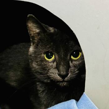 Rescue Domestic Short Hair Cats for Adoption in Oakville, Ontario - Donalda | PetCurious