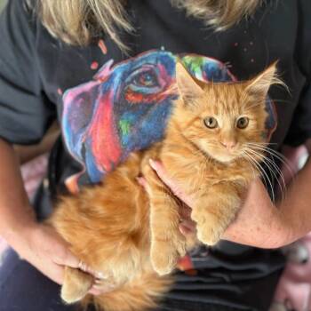 Dutchess -  Maine Coon and Extra Toes Cat Hemingway Polydactyl Cat for Adoption in Sequatchie, Tennessee - Dutchess | PetCurious