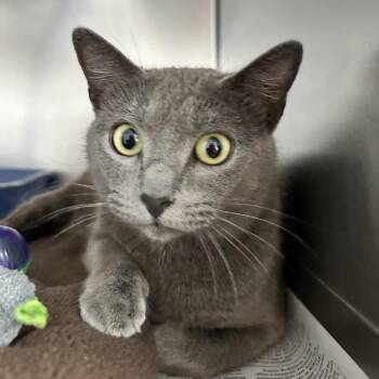 Domestic Short Hair Cats Available for Adoption in Newport, North Carolina - Molly | PetCurious