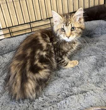 Zeus -  Maine Coon and Domestic Long Hair Cat for Adoption in Williamsville, New York - Zeus | PetCurious