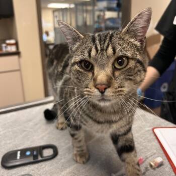 Yoda -  Domestic Short Hair Cat for Adoption in Flagstaff, Arizona - Yoda | PetCurious