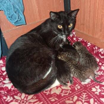 Uhura -  Domestic Short Hair Cat for Adoption in Fayetteville, Arkansas - Uhura | PetCurious