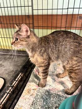 Martha -  Domestic Short Hair Cat for Adoption in Rice Lake, Wisconsin - Martha | PetCurious