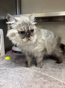 Nello -  Persian Cat for Adoption in Liverpool, New York - Nello | PetCurious