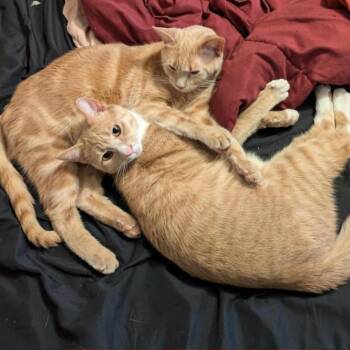 Domestic Short Hair Cats Available for Adoption in Lynchburg, Virginia - Socks | PetCurious
