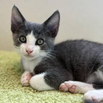 Domingo Ghirardelli -  Domestic Short Hair Cat for Adoption in Pleasant Hill, California - Domingo Ghirardelli | PetCurious