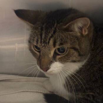 Tucker -  Domestic Short Hair and Mixed Breed Cat for Adoption in Goshen, Indiana - Tucker | PetCurious