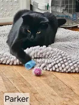 Domestic Short Hair Cats Available for Adoption - Parker | PetCurious