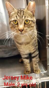 Rescue Domestic Short Hair and Egyptian Mau Cats for Adoption in Washington, North Carolina - Jersey Mike | PetCurious
