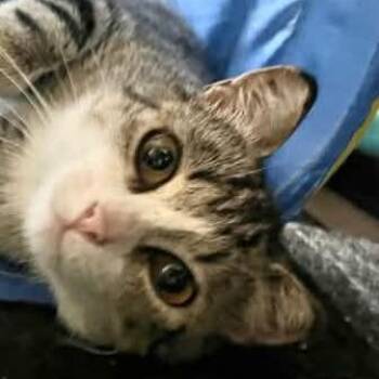 Pippy -  Domestic Short Hair Cat for Adoption in Calgary, Alberta - Pippy | PetCurious