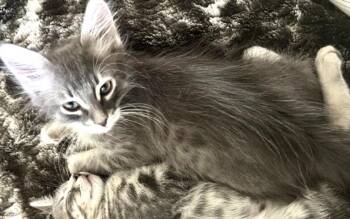 MINNOW -  Domestic Medium Hair Cat for Adoption in Burbank, California - MINNOW | PetCurious