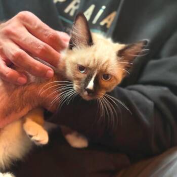 Siamese Cats Available for Adoption in Long Beach, California - Chai | PetCurious