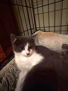 Rescue Domestic Short Hair Cats for Adoption in Millcreek, Utah - Countess Von Hisserton | PetCurious