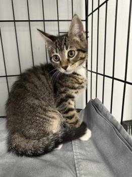 Raj -  Domestic Short Hair Cat for Adoption in West Chester, Pennsylvania - Raj | PetCurious