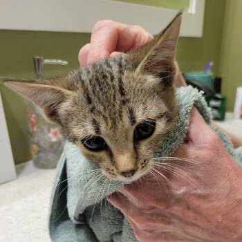 Rescue Domestic Short Hair Cats for Adoption in Lewisville, Texas - Dakota | PetCurious