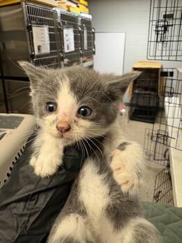 Itsy -  Domestic Short Hair Cat for Adoption in Cincinnati, Ohio - Itsy | PetCurious