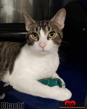 Domestic Short Hair Cats Available for Adoption - Chachi | PetCurious