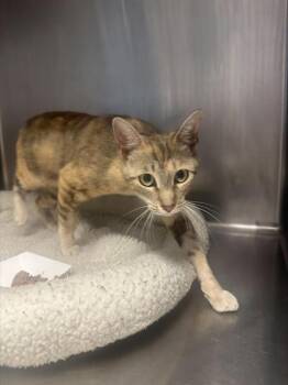 ISLA* -  Domestic Short Hair Cat for Adoption in Santa Cruz, California - ISLA* | PetCurious