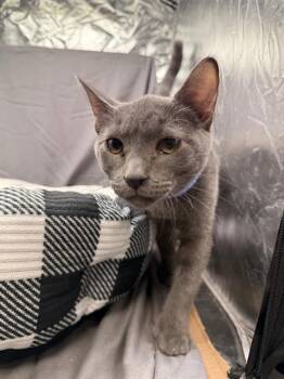 SMOKE -  Domestic Short Hair Cat for Adoption in Grovetown, Georgia - SMOKE | PetCurious