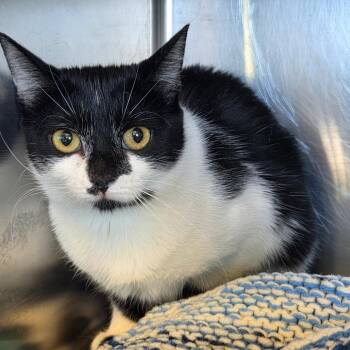 Cookie -  Domestic Short Hair Cat for Adoption in Asheville, North Carolina - Cookie | PetCurious