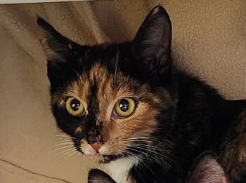 Rescue Domestic Short Hair Cats for Adoption in Cincinnati, Ohio - Roswell | PetCurious