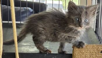 Dilute Tortoiseshell and Domestic Long Hair Cats Available for Adoption - Kloi | PetCurious