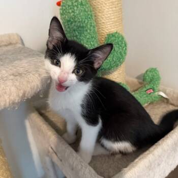 Rescue Domestic Short Hair Cats for Adoption - White-Out | PetCurious