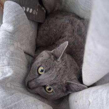 Domestic Short Hair Cats Available for Adoption in Durango, Colorado - Ash - Barncat? | PetCurious