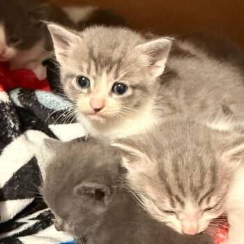 Onyx -  Domestic Short Hair Cat for Adoption in Huntsville, Alabama - Onyx | PetCurious