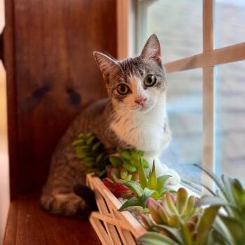Karli Grace -  Tabby and Domestic Short Hair Cat for Adoption in Friendswood, Texas - Karli Grace | PetCurious