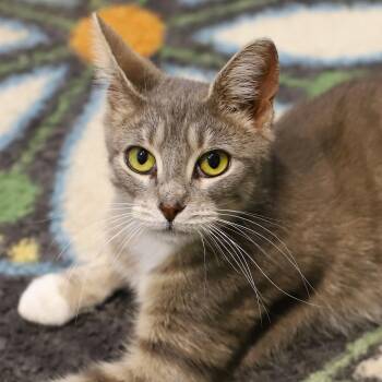 Rescue Domestic Short Hair Cats for Adoption in Endicott, New York - Twiggy | PetCurious