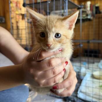 Allison cute boy -  Domestic Short Hair Cat for Adoption in Carmel, Indiana - Allison Cute Boy | PetCurious