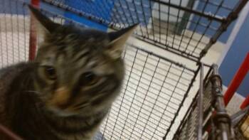 JIZZLE -  Domestic Short Hair Cat for Adoption in Doral, Florida - JIZZLE | PetCurious