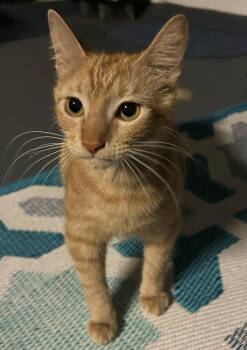 Cedar -  Domestic Short Hair Cat for Adoption in Jacksonville, Florida - Cedar | PetCurious