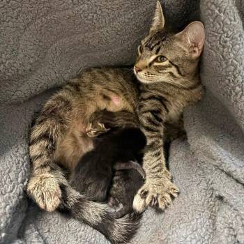 Linda -  Domestic Short Hair Cat for Adoption in Dekalb, Illinois - Linda | PetCurious