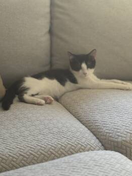 Rescue Domestic Short Hair Cats for Adoption in West Mifflin, Pennsylvania - Echo | PetCurious