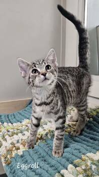 Eggroll -  Domestic Short Hair Cat for Adoption in Wapakoneta, Ohio - Eggroll | PetCurious