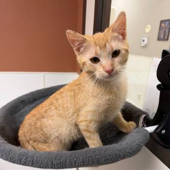 Domestic Short Hair Cats Available for Adoption - Swiper | PetCurious