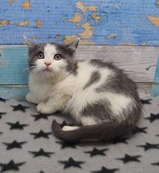 Rescue Domestic Short Hair Cats for Adoption in Washington Court House, Ohio - Turducken | PetCurious