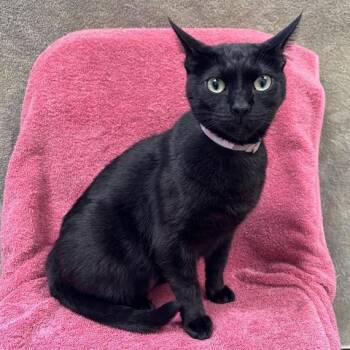 Velvet -  Domestic Short Hair Cat for Adoption in Hawthorne, California - Velvet | PetCurious