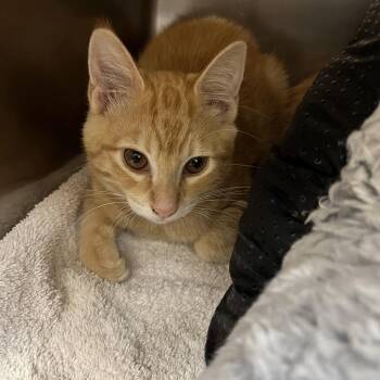 Jax (Bonded with Jimmy) -  Domestic Short Hair Cat for Adoption in Sonoma, California - Jax (Bonded With Jimmy) | PetCurious