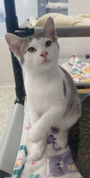 Rescue Domestic Short Hair Cats for Adoption in Bay City, Michigan - Finnigan | PetCurious