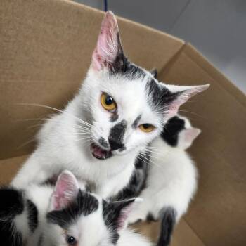 Sharpie -  Domestic Short Hair Cat for Adoption in Tampa, Florida - Sharpie | PetCurious