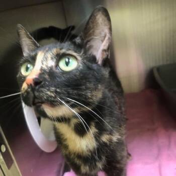Mirabella -  Domestic Short Hair Cat for Adoption in Burlington, Ontario - Mirabella | PetCurious