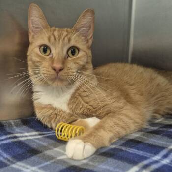 Catnip -  Domestic Short Hair Cat for Adoption in Newark, New Jersey - Catnip | PetCurious