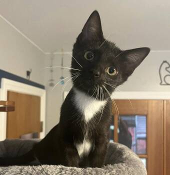 Rescue Domestic Short Hair Cats for Adoption in South Lyon, Michigan - Bri | PetCurious