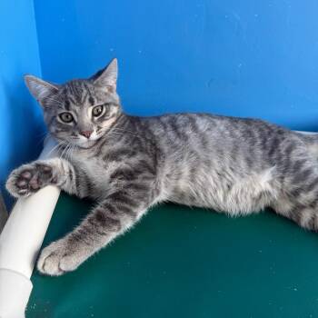 Duke -  Domestic Short Hair Cat for Adoption in Mankato, Minnesota - Duke | PetCurious